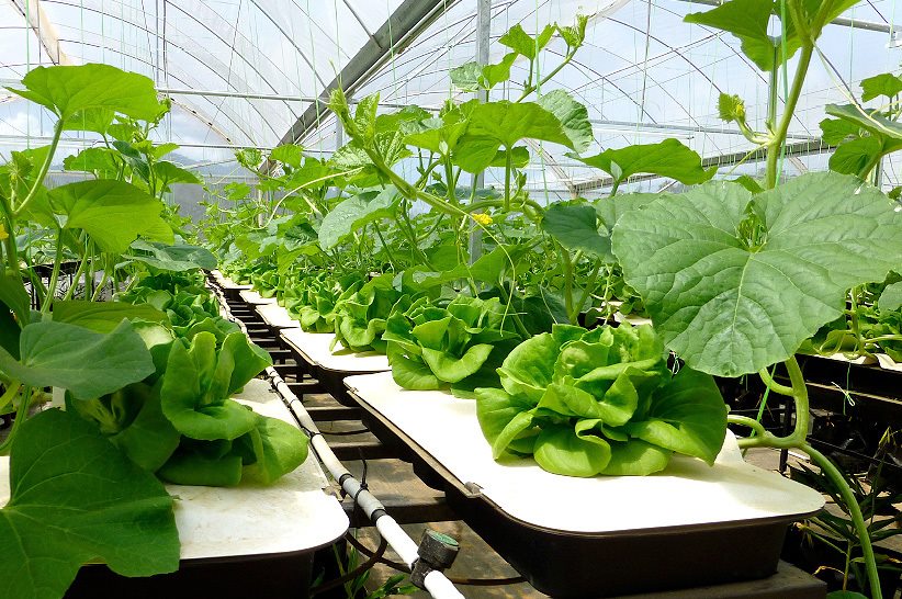 Hệ thống trồng cây trồng rau màu tự động hóa không dùng điện autopot Việt Nam