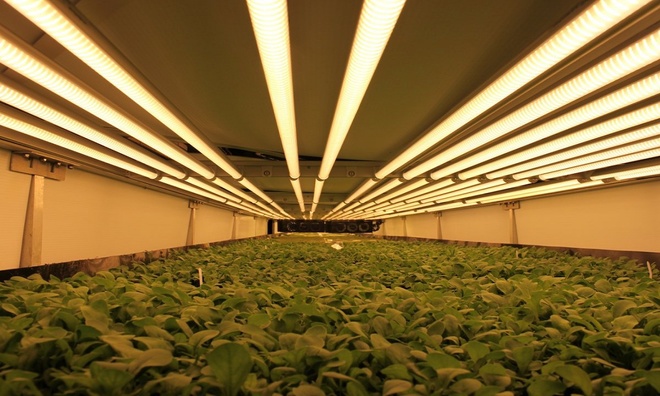 Đèn led trồng rau tại nhà dài 60cm 