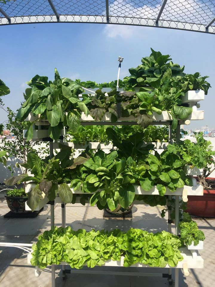Dàn trồng rau ngoài trời xếp tầng
